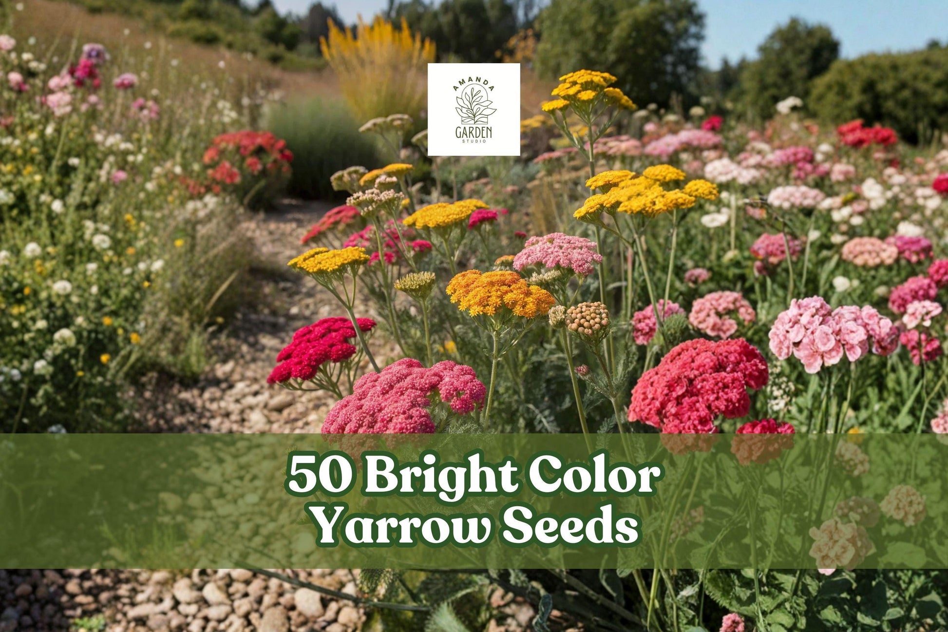 50 Yarrow Seeds for Planting, Bright Color Perennial Flower, Achillea millefolium - Low-Maintenance Garden Seeds