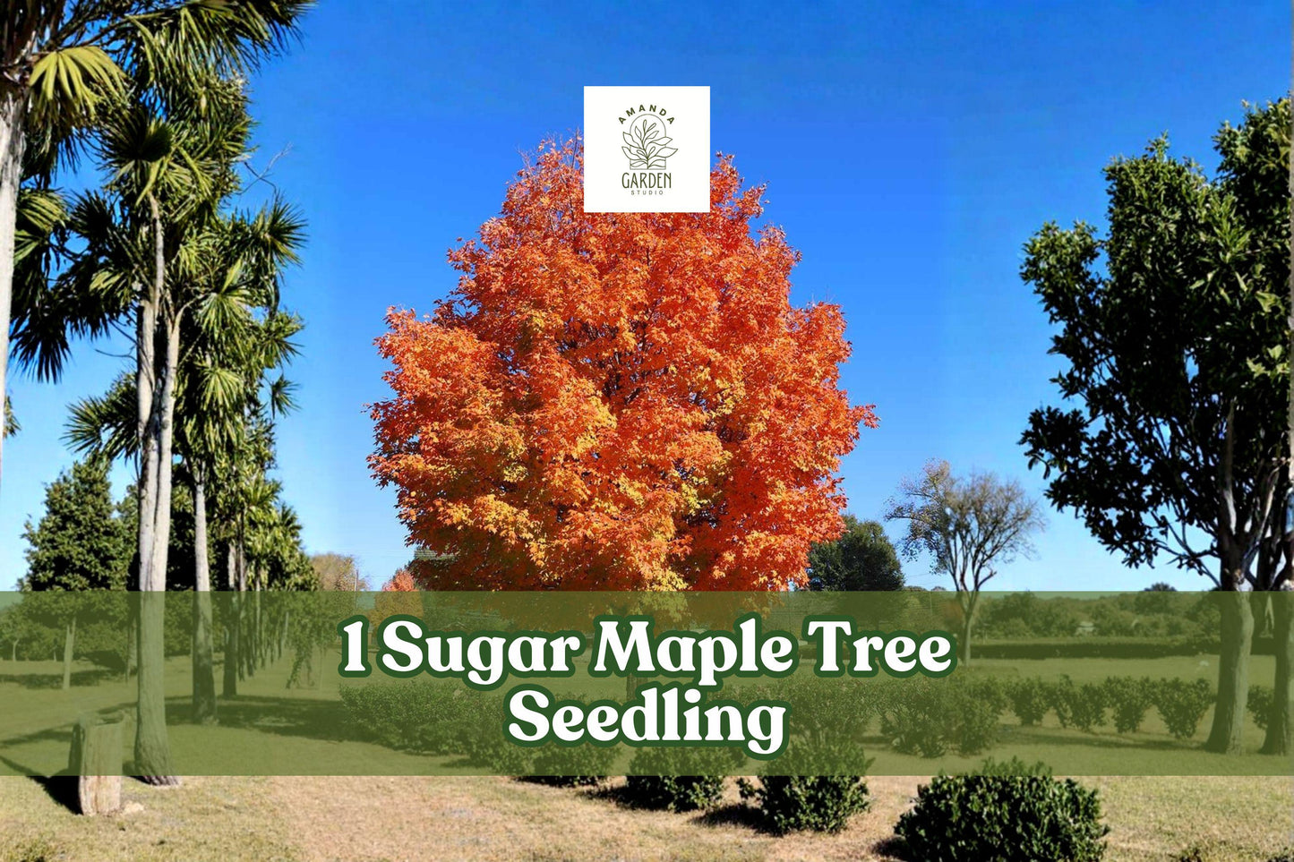 Sugar Maple Tree Seedling - Acer saccharum - Live Native Tree for Landscape Planting