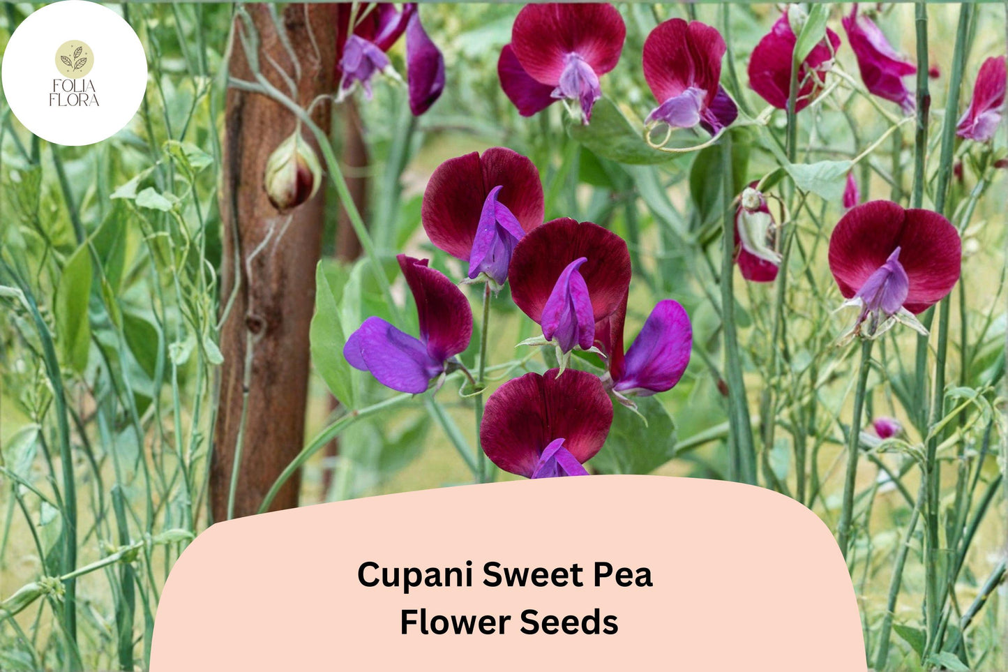Cupani Sweet Pea Seeds | 50 Heirloom Purple Bicolor Fragrant Flowers | Lathyrus odoratus | Climbing Annuals for Gardens