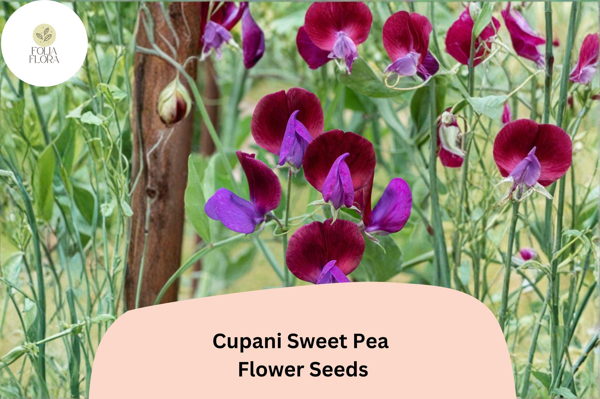 Cupani Sweet Pea Seeds | 50 Heirloom Purple Bicolor Fragrant Flowers | Lathyrus odoratus | Climbing Annuals for Gardens
