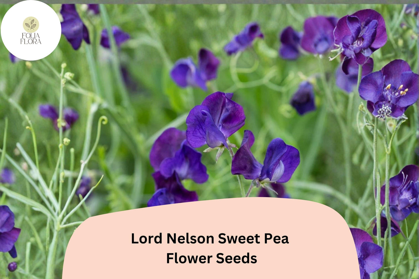 Lord Nelson Sweet Pea Seeds - 50+ Fragrant Purple Climbing Flowers for Garden Trellises & Cut Flower Arrangements (Lathyrus odoratus)