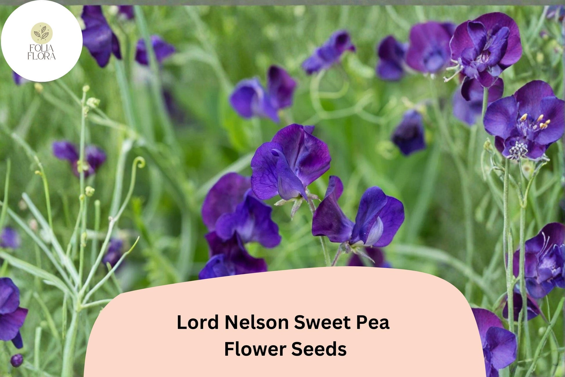 Lord Nelson Sweet Pea Seeds - 50+ Fragrant Purple Climbing Flowers for Garden Trellises & Cut Flower Arrangements (Lathyrus odoratus)