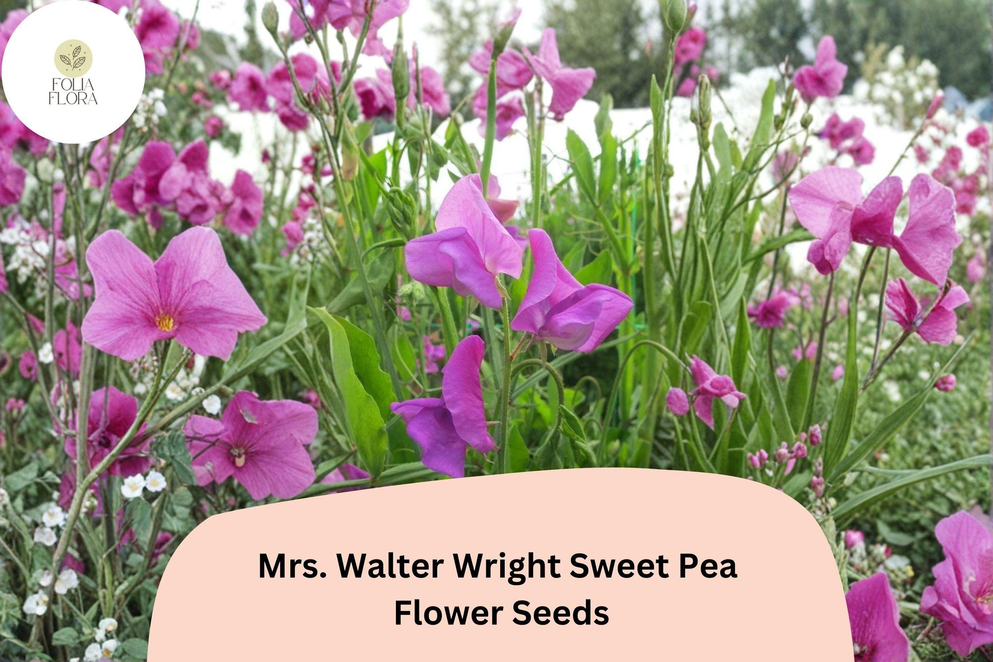 Mrs. Walter Wright Sweet Pea Seeds | 50+ Fragrant Pink Heirloom Flowers | Lathyrus odoratus | Climbing Annual Garden Seeds