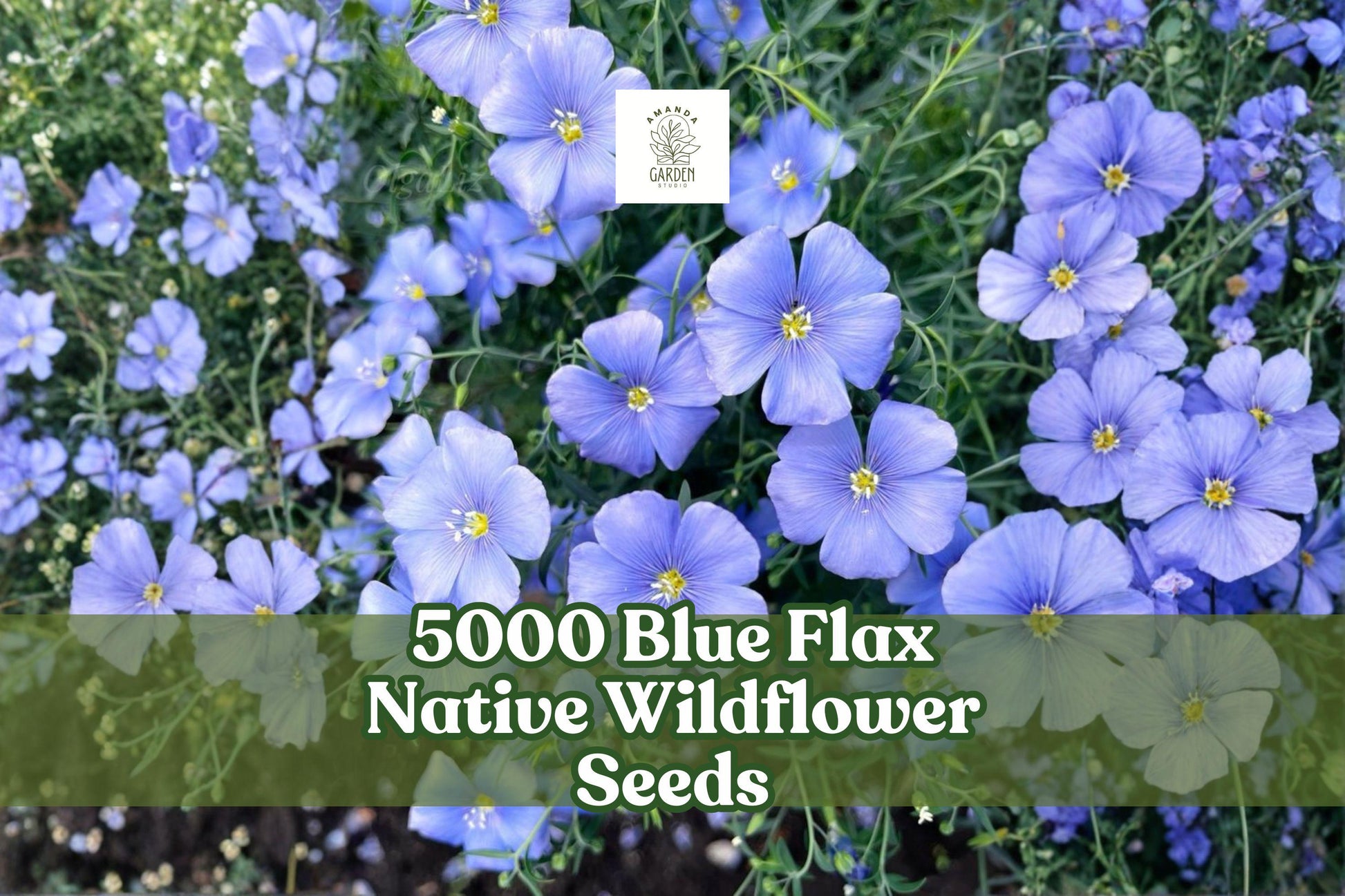 5000 Blue Flax Wildflower Seeds - Pollinator-Friendly Linum perenne for Meadows and Gardens - Sky Blue Blooms