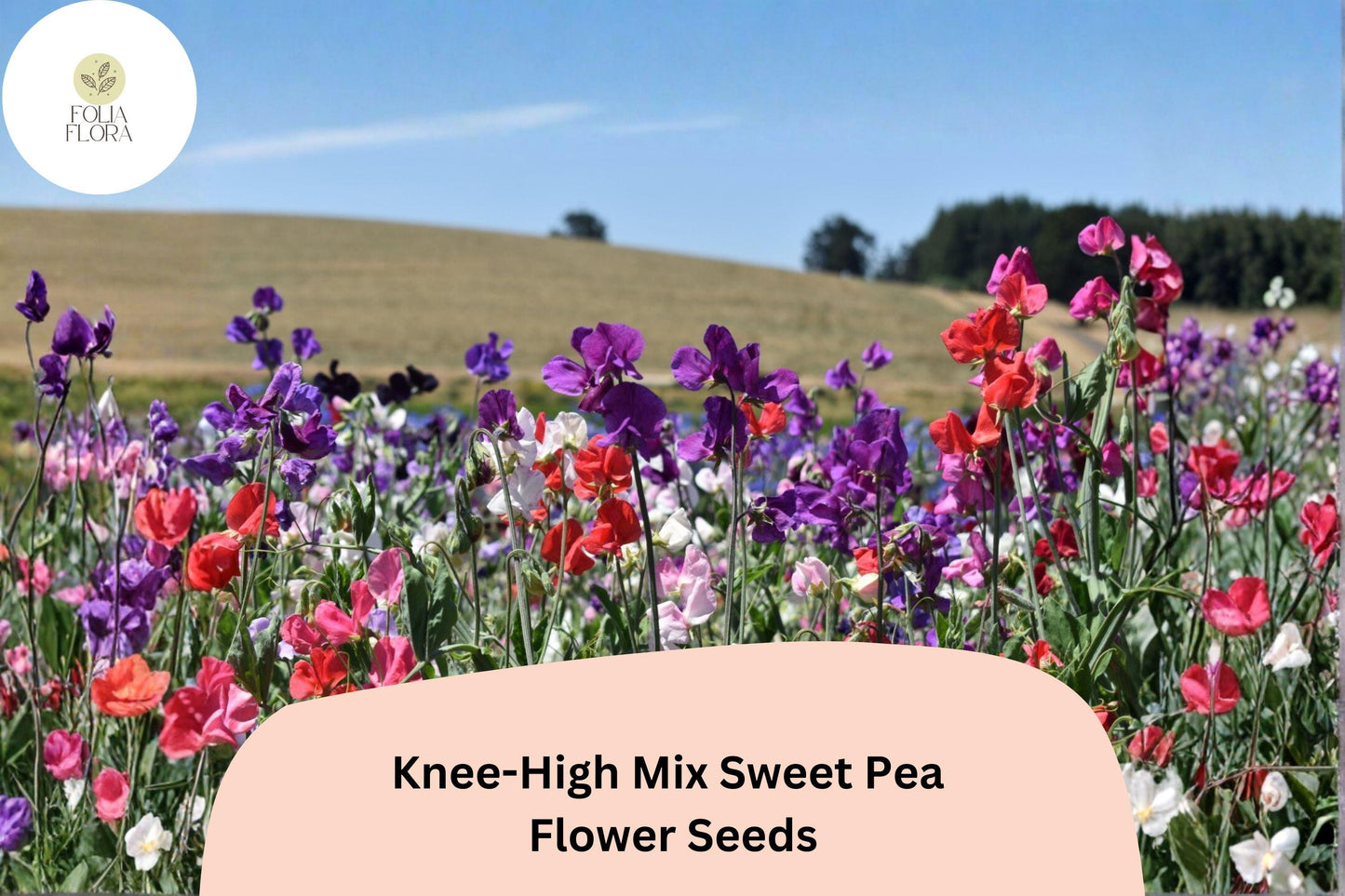 Knee-High Mix Sweet Pea Seeds | 50+ Untreated Lathyrus odoratus | Dwarf Annual Flowers in Mixed Colors for Garden Planting