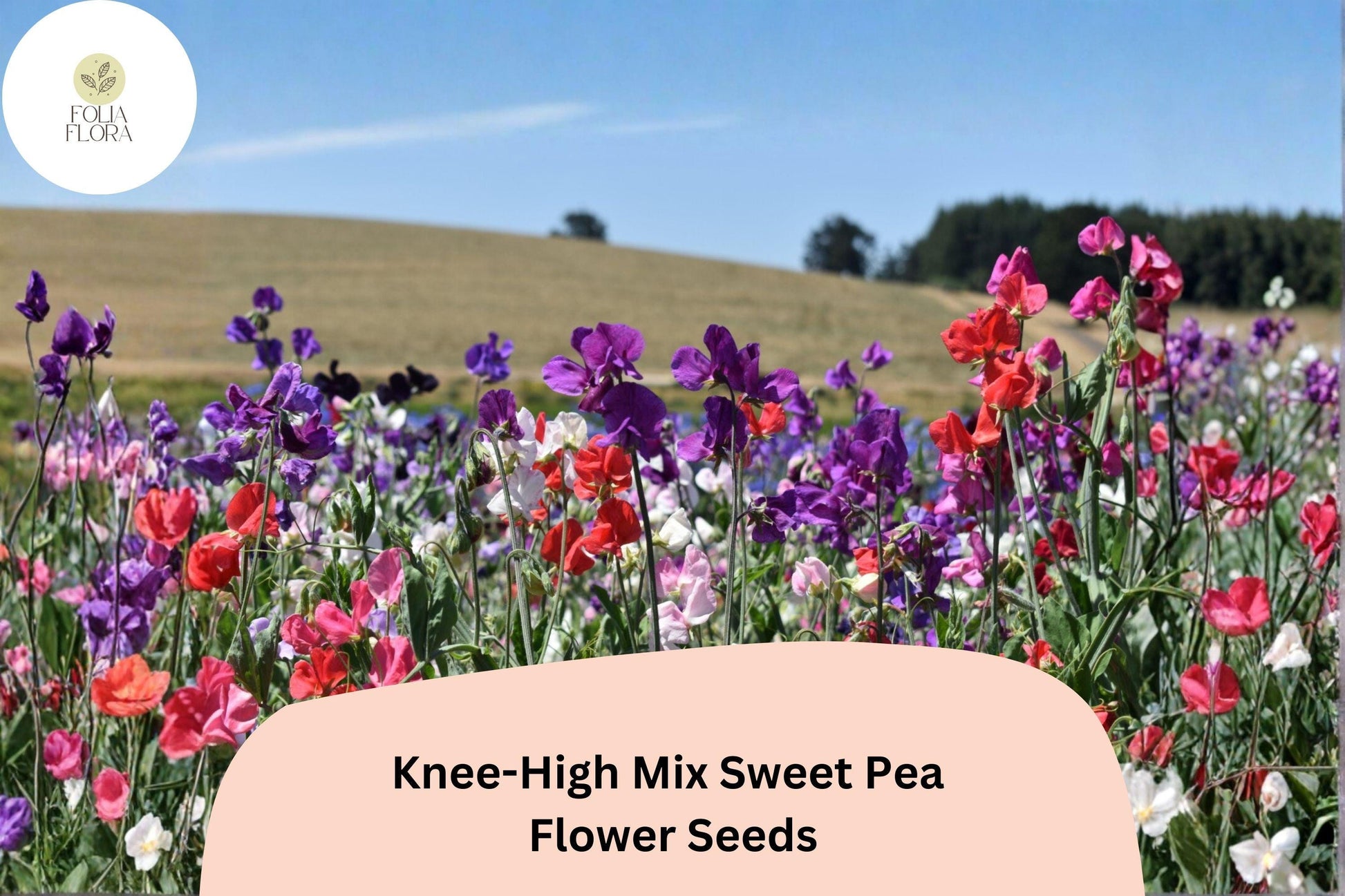 Knee-High Mix Sweet Pea Seeds | 50+ Untreated Lathyrus odoratus | Dwarf Annual Flowers in Mixed Colors for Garden Planting