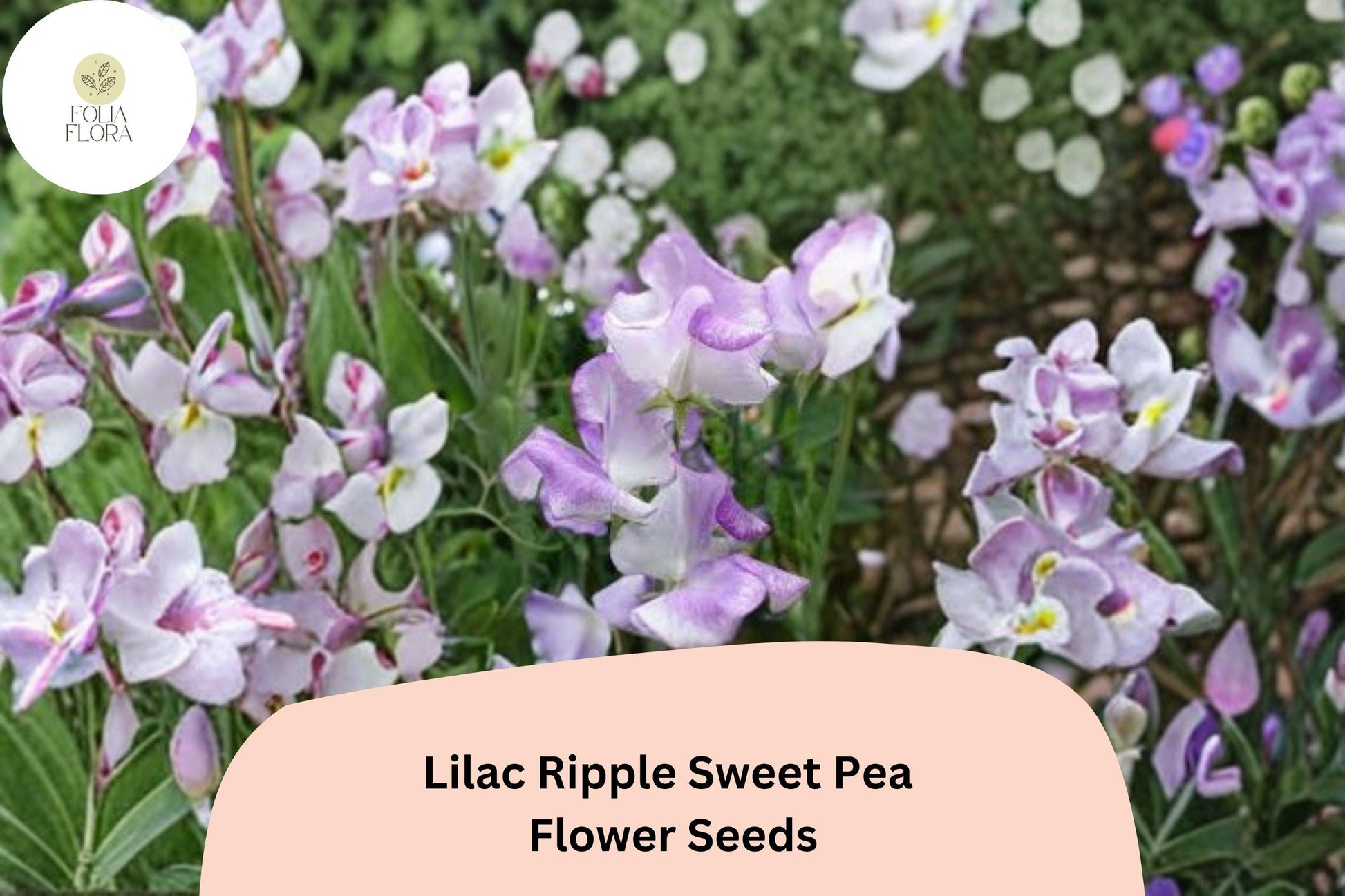 Lilac Ripple Sweet Pea Seeds | 50+ Lathyrus Odoratus | Purple Climbing Vine for Trellises & Cottage Gardens