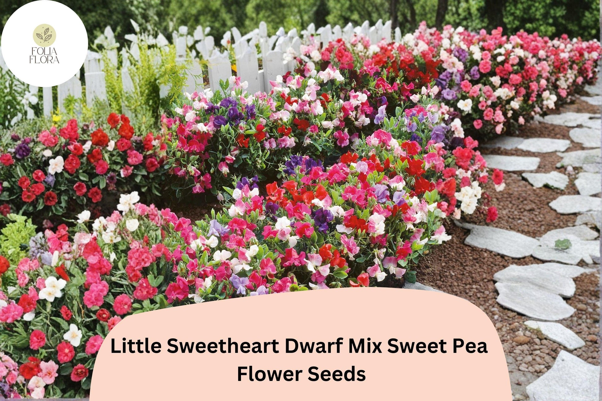 Dwarf Sweet Pea Seeds - Little Sweetheart Mix (50+ Seeds) - Lathyrus odoratus - Colorful Annual Flowers for Garden Planting
