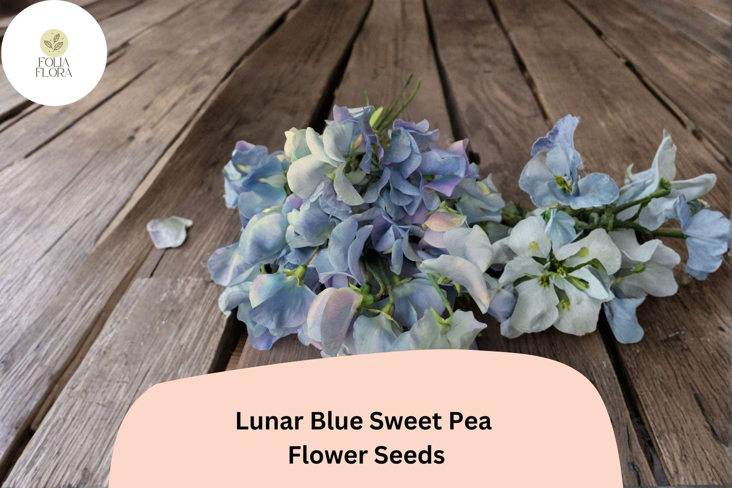 Lunar Blue Sweet Pea Seeds | 50+ Untreated Seeds | Climbing Vine | Lathyrus odoratus | Blue Blooms for Cottage Gardens