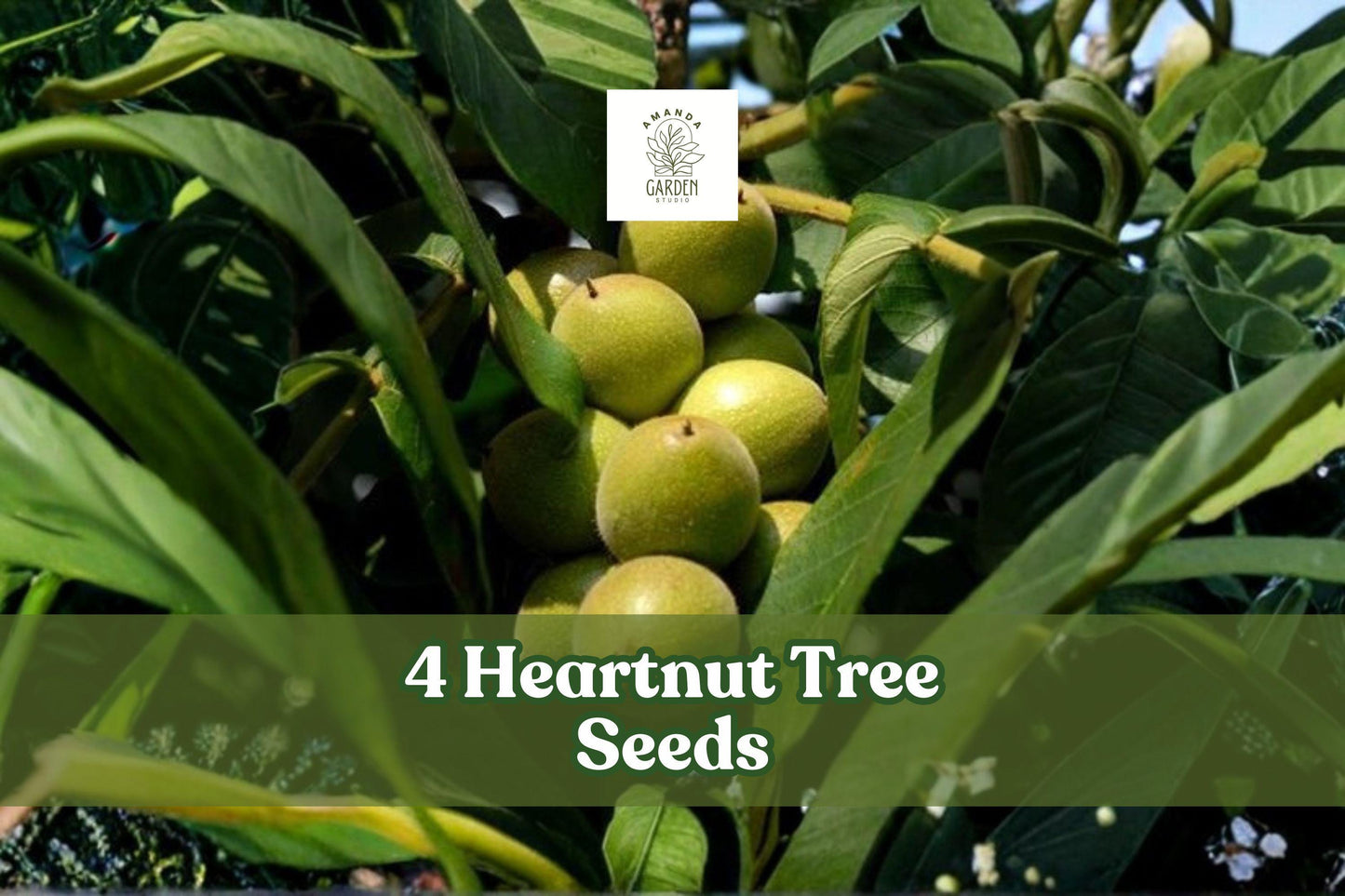 Heartnut Tree Seeds - 4 Pack, Ornamental Deciduous Tree, Juglans ailantifolia var. cordiformis, Heart-Shaped Nuts for Planting