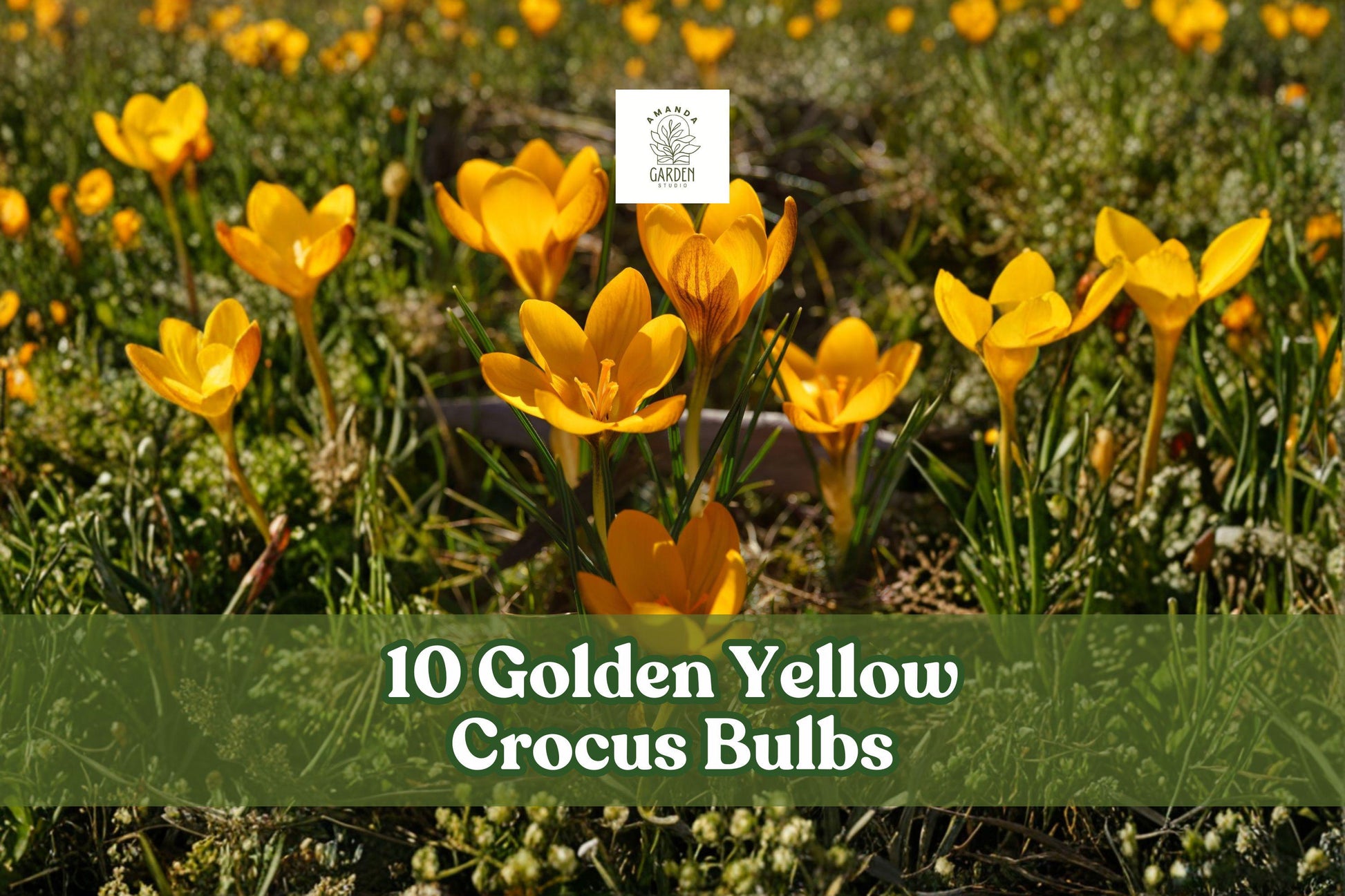 10 Golden Yellow Crocus Bulbs - Bright Spring Blooms for Garden - Crocus spp. - Low-Growing Ornamental Flowers