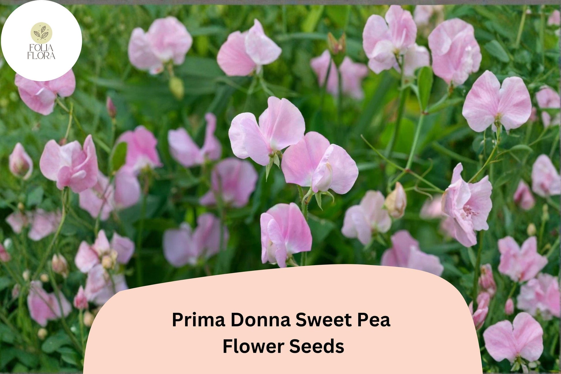 Prima Donna Sweet Pea Seeds - 50+ Fragrant Rosy Pink Climbing Flowers (Lathyrus odoratus) for Trellises and Gardens