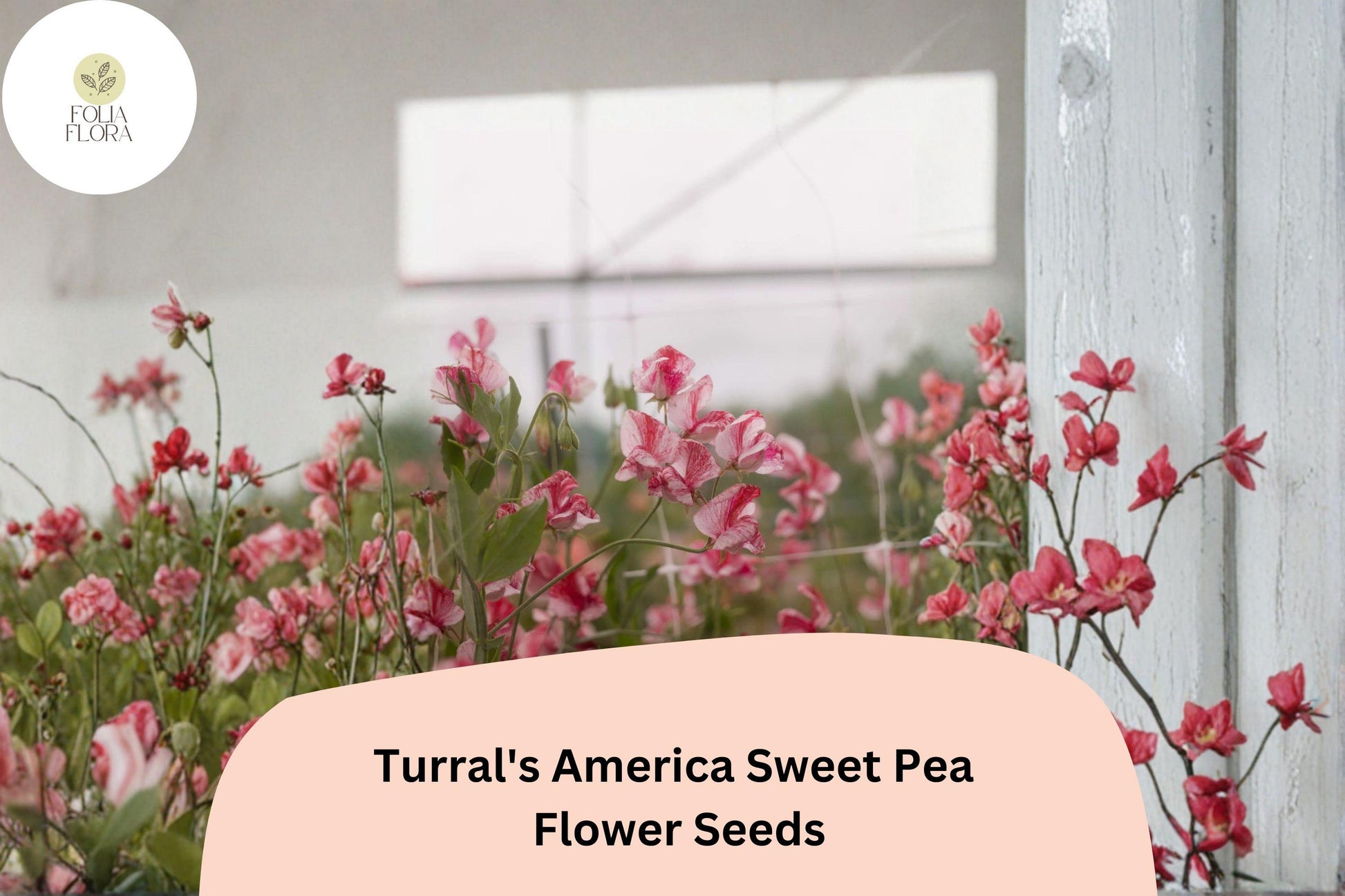 Turral’s America Sweet Pea Seeds - Red & White Striped Heirloom Flowers, Lathyrus odoratus, Easy-Grow Annual Climber, 50+ Seeds