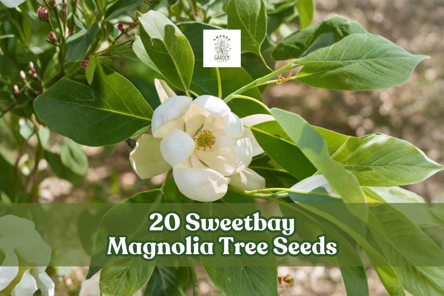 20 Sweetbay Magnolia Tree Seeds, Magnolia virginiana, Northern Ornamental, Creamy White Flowers for Gardens and Landscapes