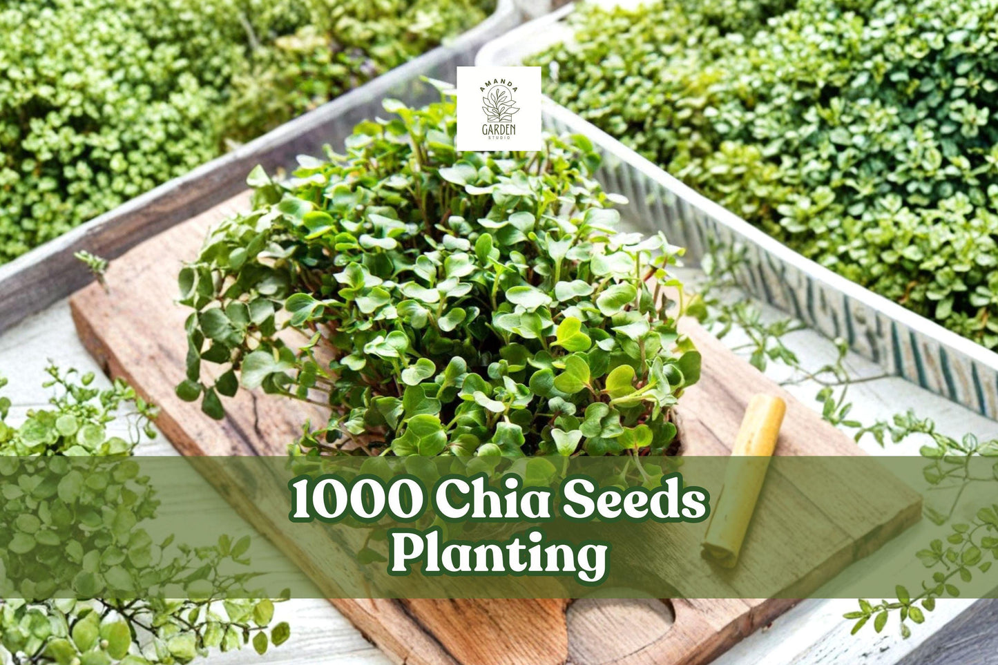 Chia Seeds for Planting - 1000 Pack - Microgreens & Home Garden - Salvia hispanica - Fast Germination, Easy to Grow