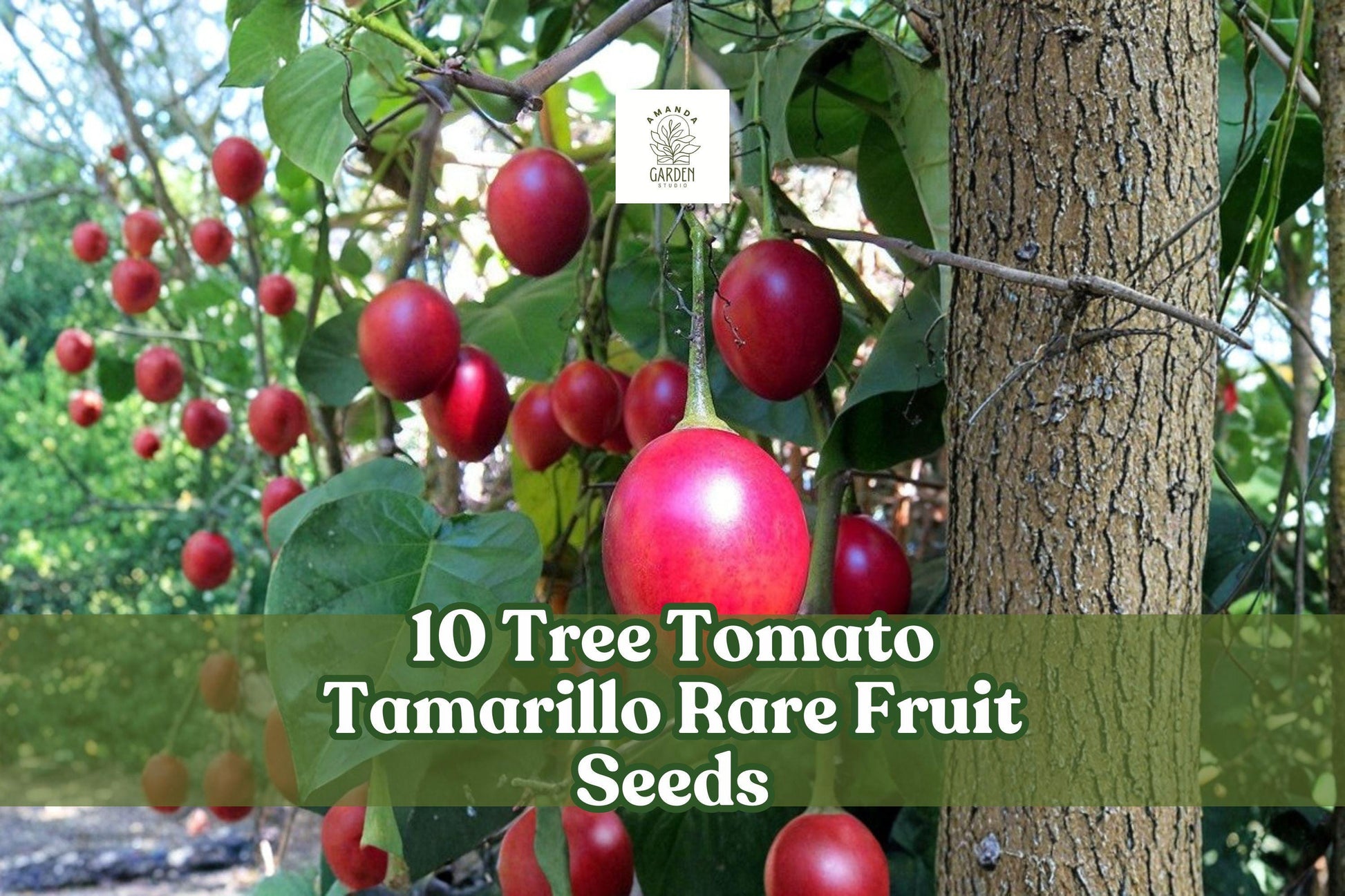 Tree Tomato Seeds - 10 Rare Tamarillo Seeds for Planting, Cyphomandra betacea - Exotic Fruit for Warm Climates
