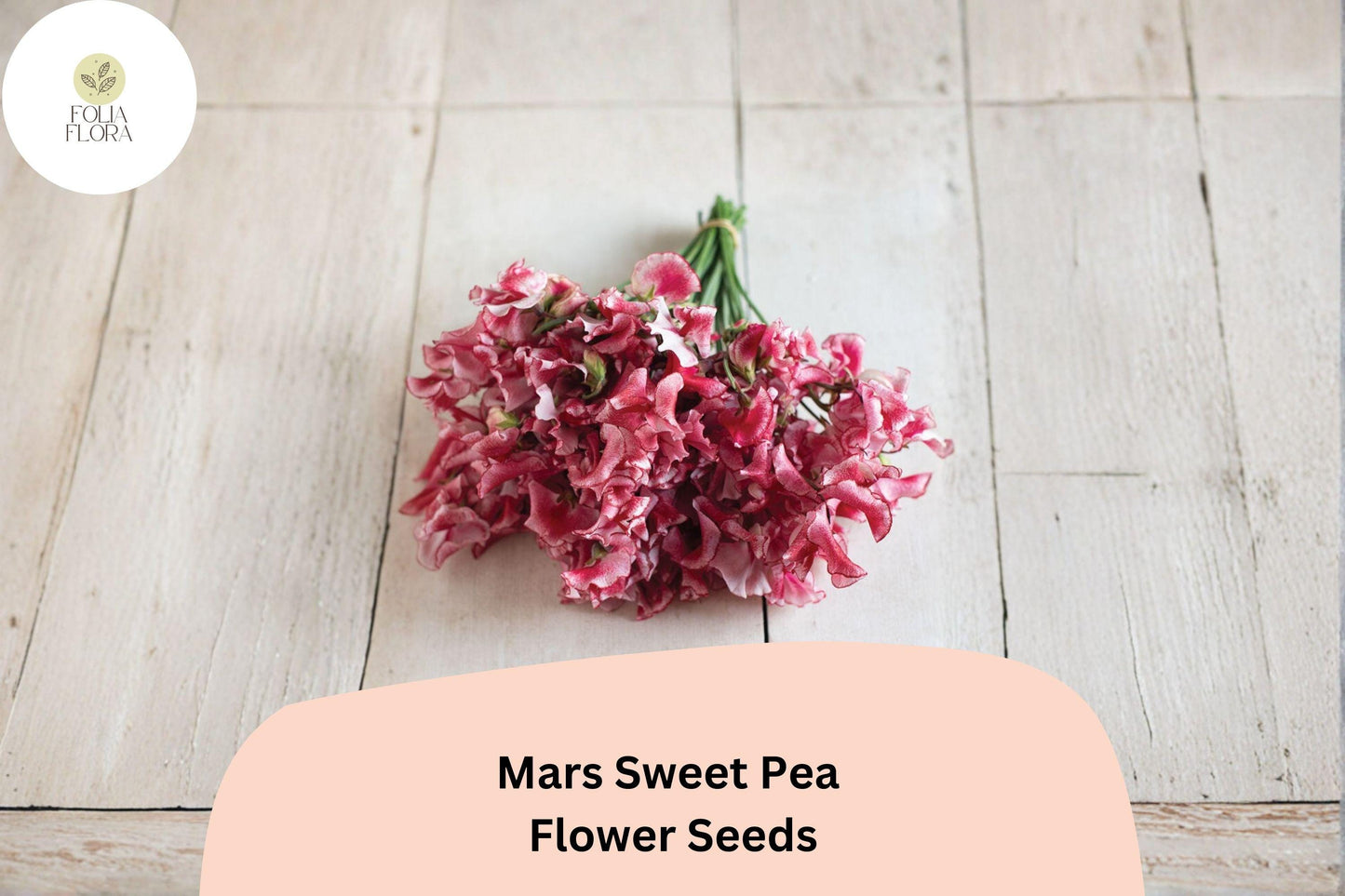Mars Sweet Pea Seeds (50+ Seeds) | Deep Red Flowers | Lathyrus odoratus | Climbing Annual Vine for Garden Planting