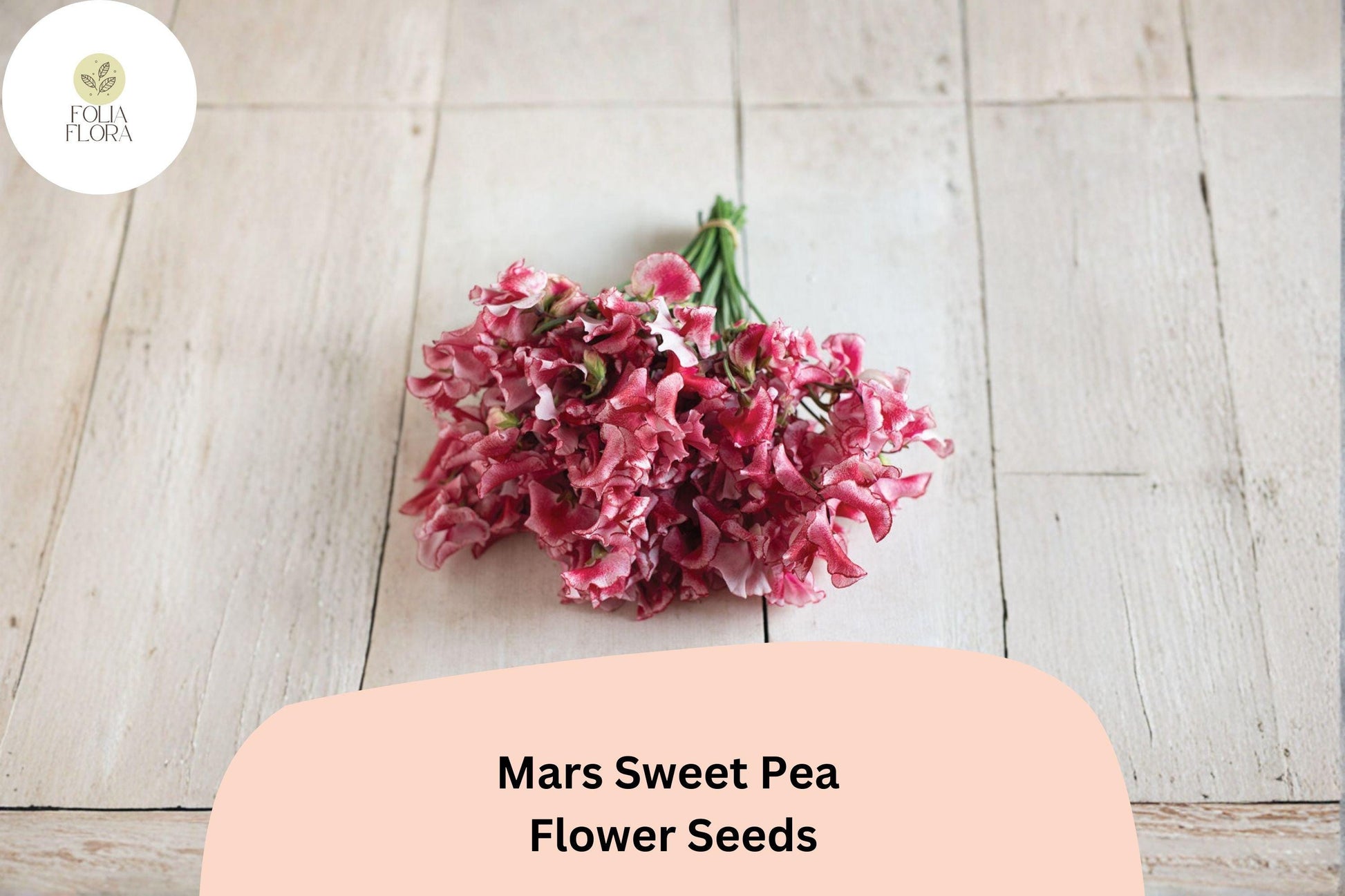Mars Sweet Pea Seeds (50+ Seeds) | Deep Red Flowers | Lathyrus odoratus | Climbing Annual Vine for Garden Planting