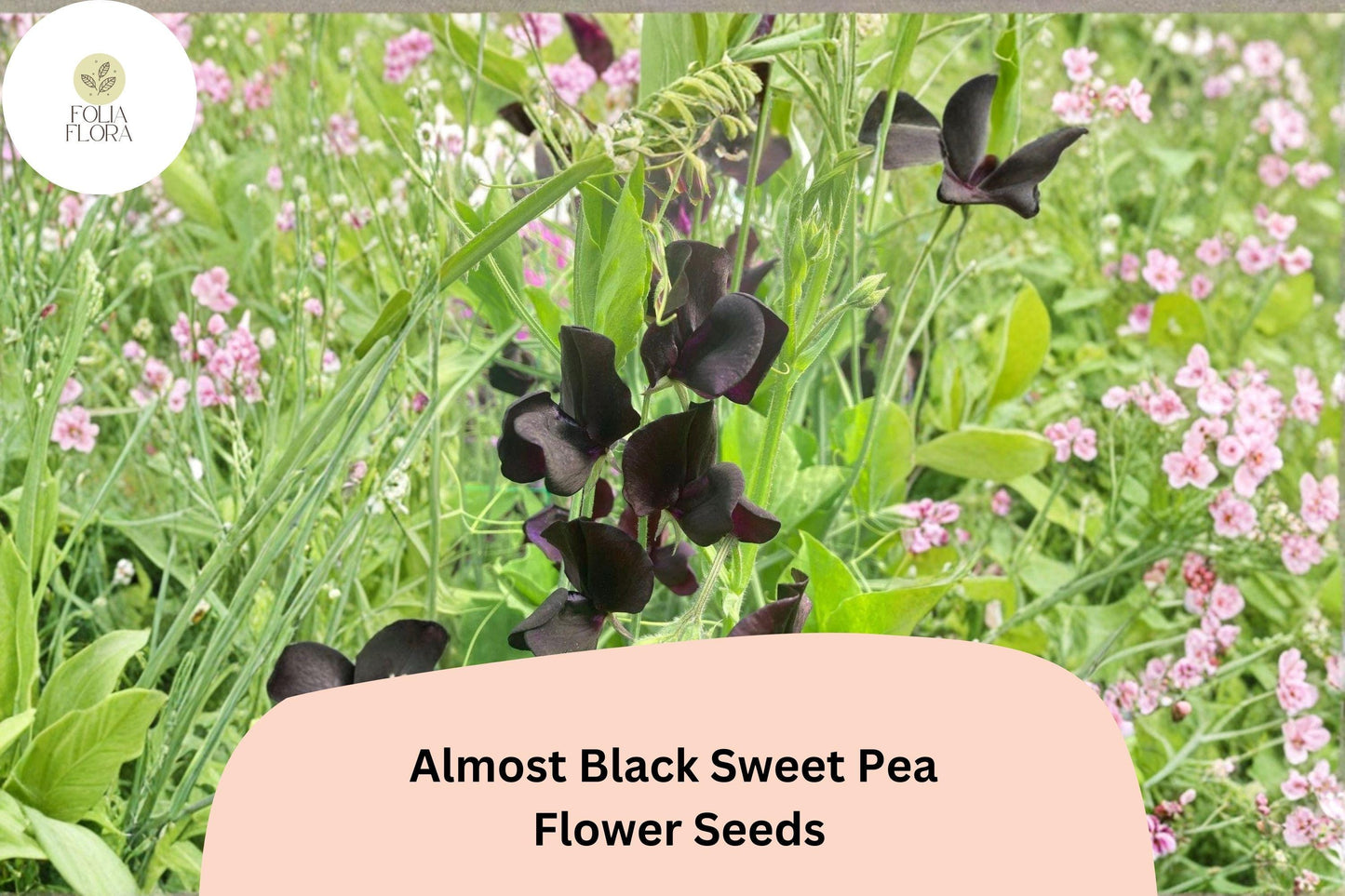 Almost Black Sweet Pea Seeds | 50+ Deep Maroon Climbing Vine | Lathyrus odoratus for Garden Planting
