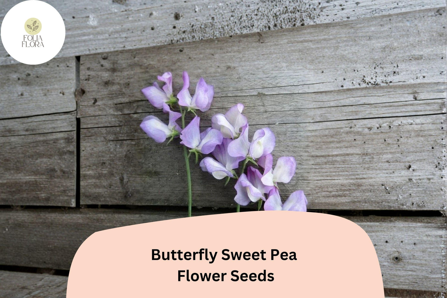 Butterfly Sweet Pea Seeds | 50+ Bicolor Winged Blooms | Lathyrus odoratus | Climbing Vine for Garden Planting