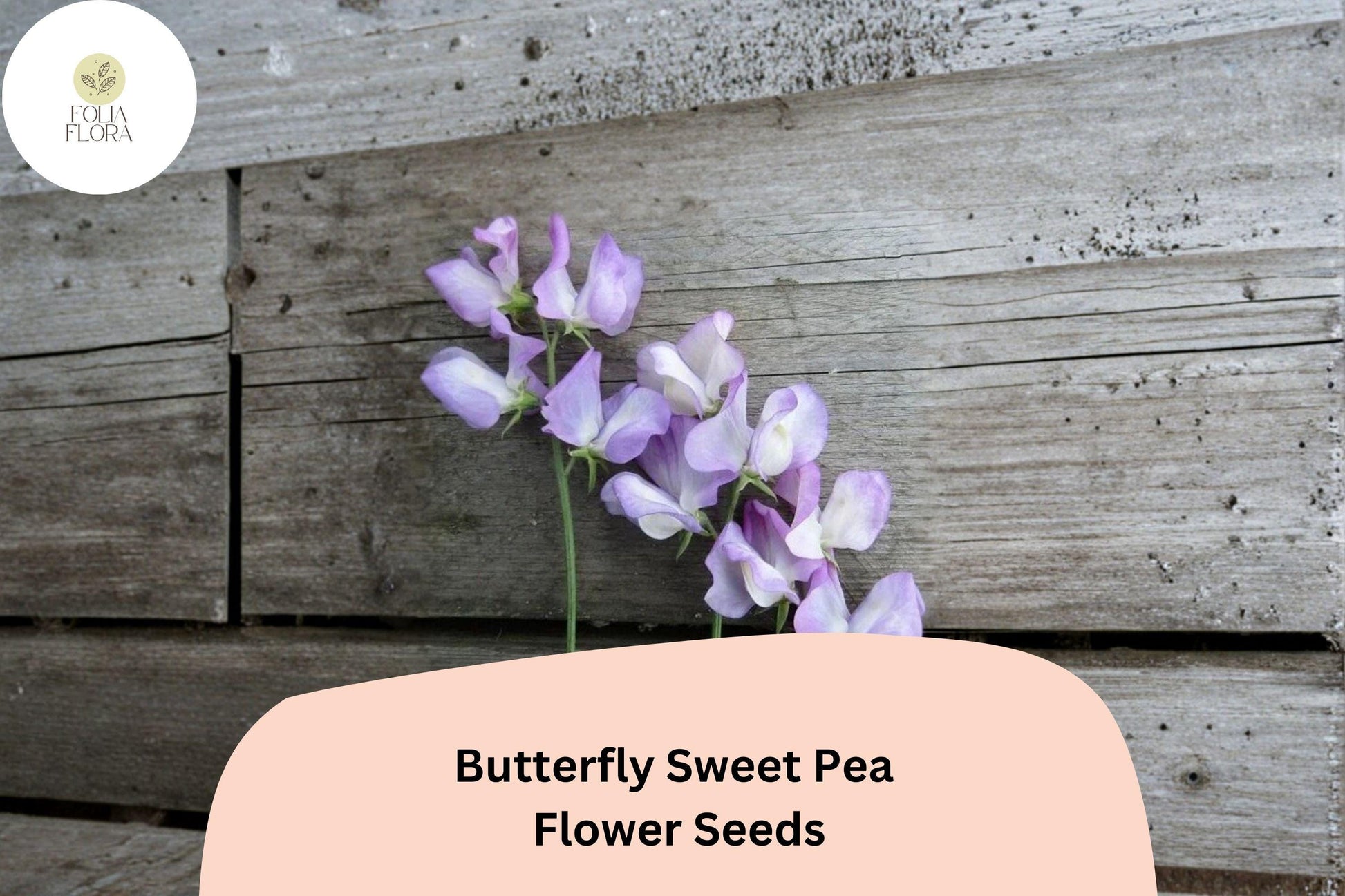 Butterfly Sweet Pea Seeds | 50+ Bicolor Winged Blooms | Lathyrus odoratus | Climbing Vine for Garden Planting