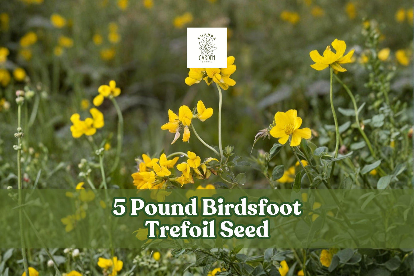 5 Pound Birdsfoot Trefoil Seed for Planting - Forage Legume (Lotus corniculatus) for Pasture and Hay Field