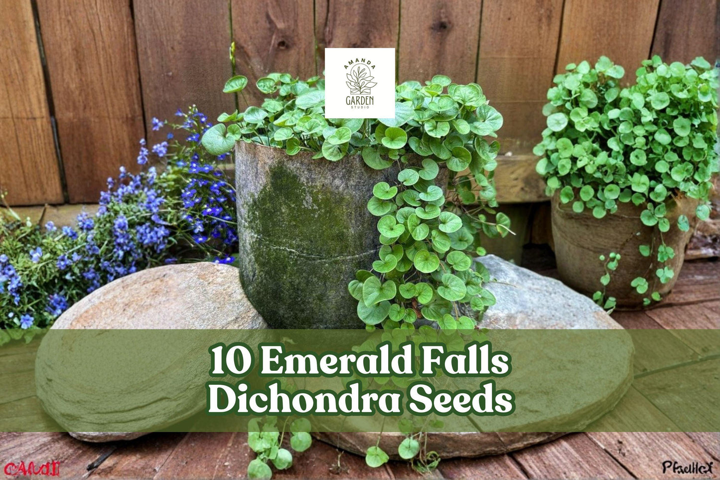 10 Seeds Emerald Falls Dichondra - Trailing Ornamental Plant for Hanging Baskets - Dichondra argentea - Silver-Green Foliage
