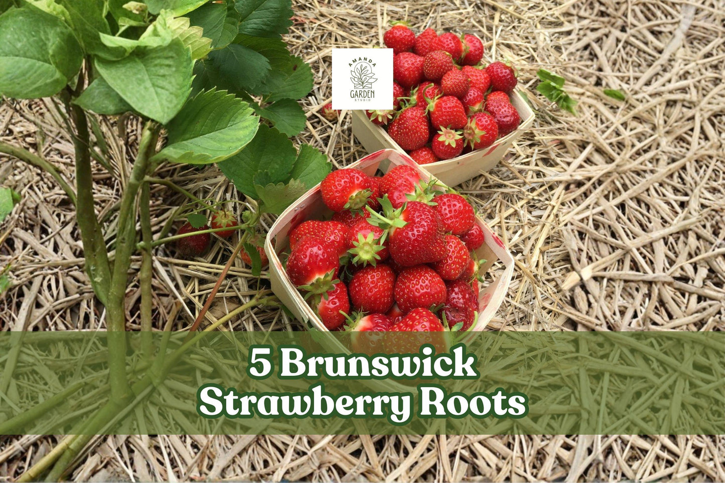 Brunswick Strawberry Roots - 5 Bare Root Plants for Outdoor Garden Planting - Fragaria × ananassa
