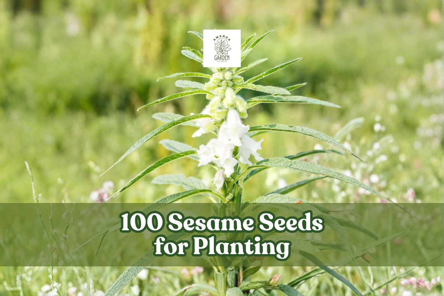 100 Sesame Seeds for Planting | Sesamum indicum | Warm-Season Crop | Perfect for Gardens and Fields