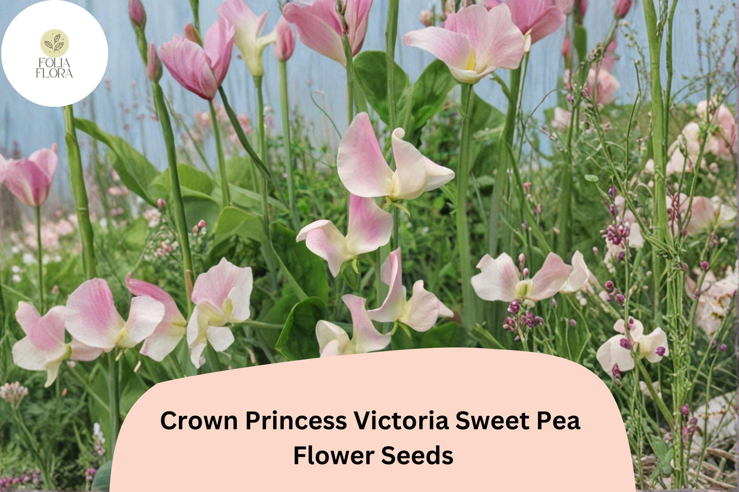 Crown Princess Victoria Sweet Pea Seeds - Soft Pink Blooms (50+ Seeds) | Lathyrus odoratus Annual Climbing Vine for Gardens