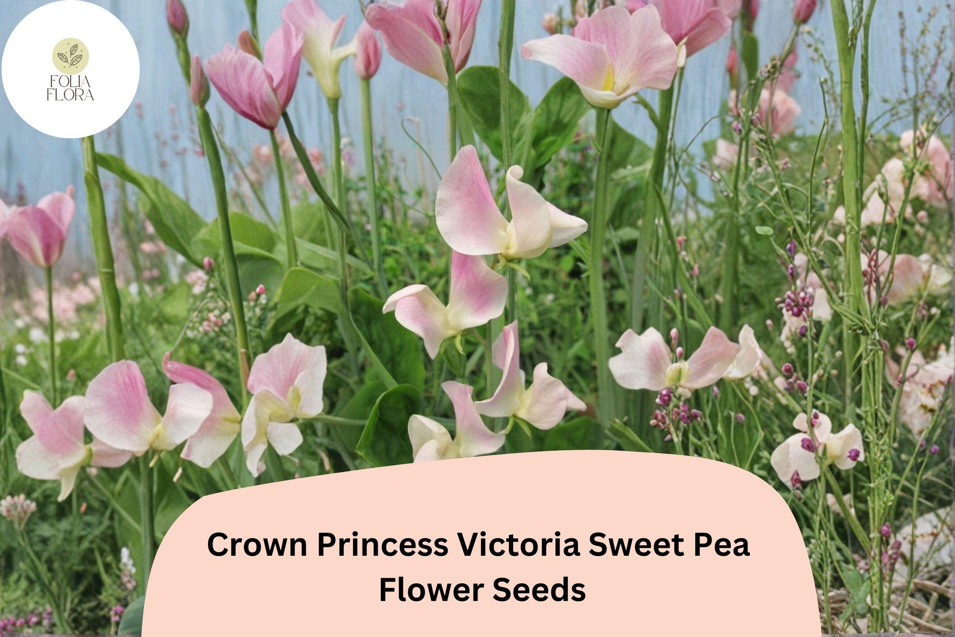 Crown Princess Victoria Sweet Pea Seeds - Soft Pink Blooms (50+ Seeds) | Lathyrus odoratus Annual Climbing Vine for Gardens