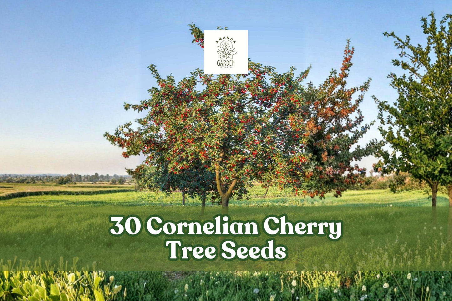 30 Cornelian Cherry Tree Seeds for Planting - Cornus mas, Deciduous Ornamental Tree for Gardens and Yards, Landscape Appeal