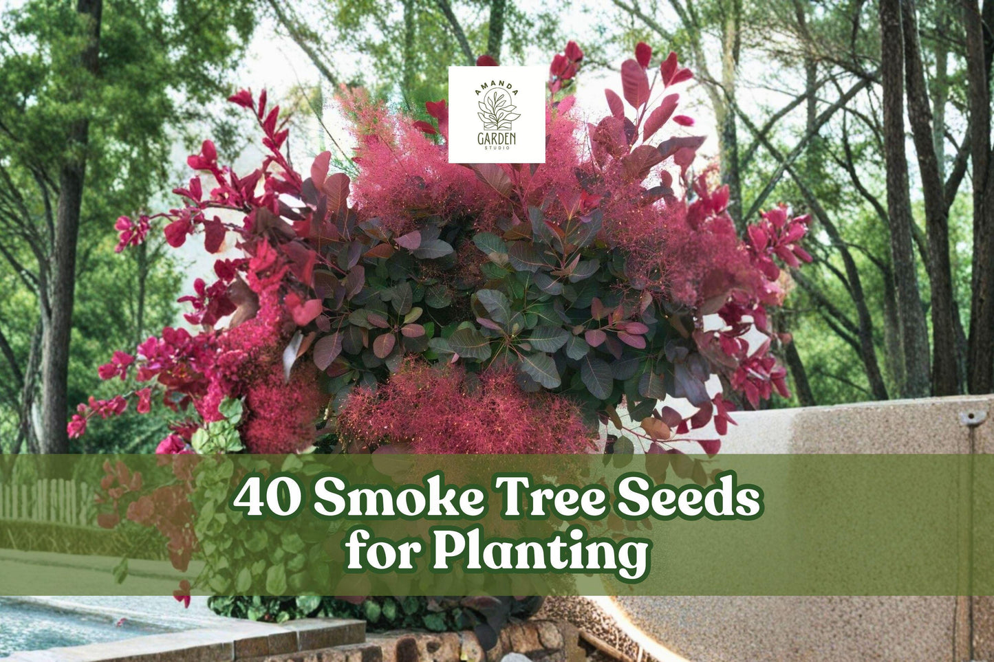 40 Smoke Tree Seeds for Planting - Cotinus coggygria - Ornamental Deciduous Tree with Airy Plume Flower Clusters
