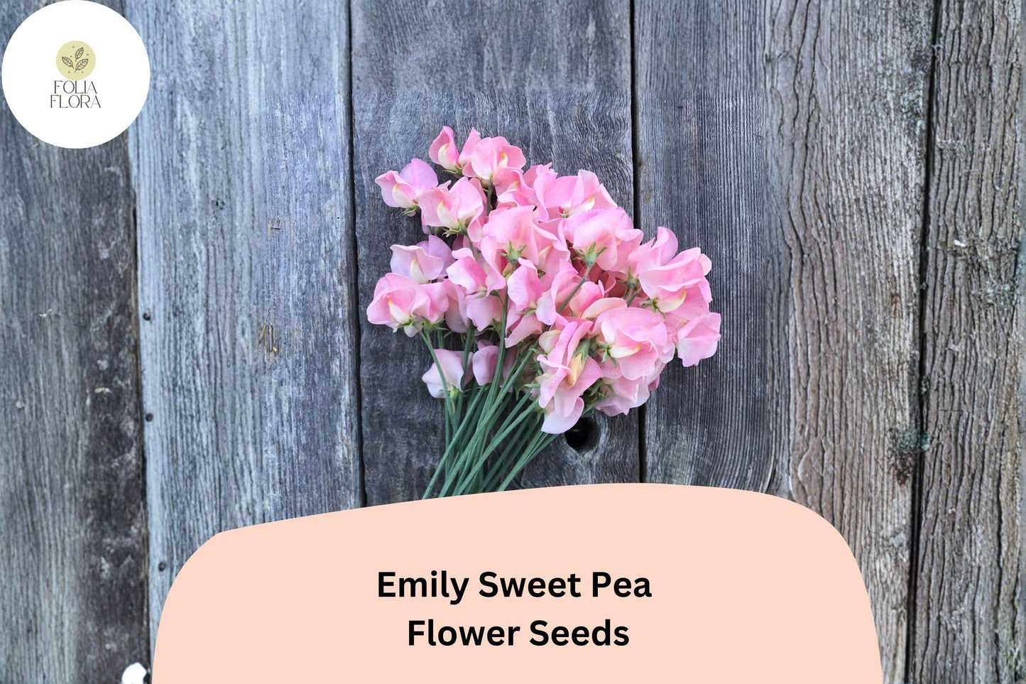 Emily Sweet Pea Seeds | 50+ Soft Pink Climbing Vine | Lathyrus odoratus | Elegant Garden Planting