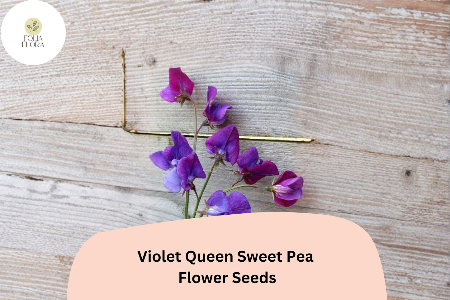 Violet Queen Sweet Pea Seeds - 50+ Fragrant Violet Purple Heirloom Climbing Flowers (Lathyrus odoratus) for Garden Trellis