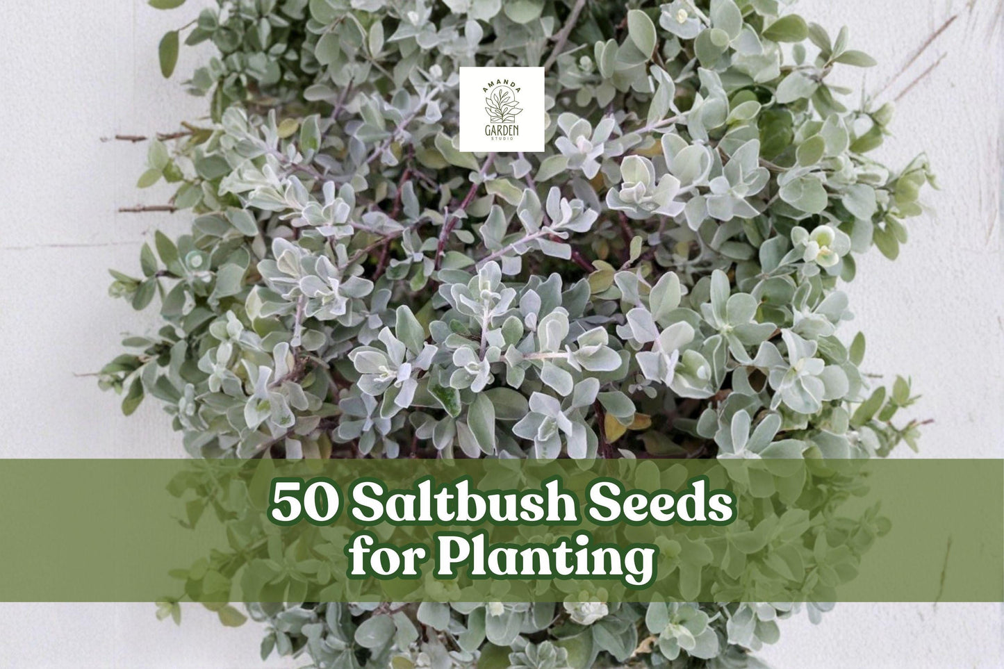 50 Saltbush Seeds for Planting | Hardy Landscape Shrub | Atriplex spp. | Adaptable Outdoor Shrub Seeds Made in USA