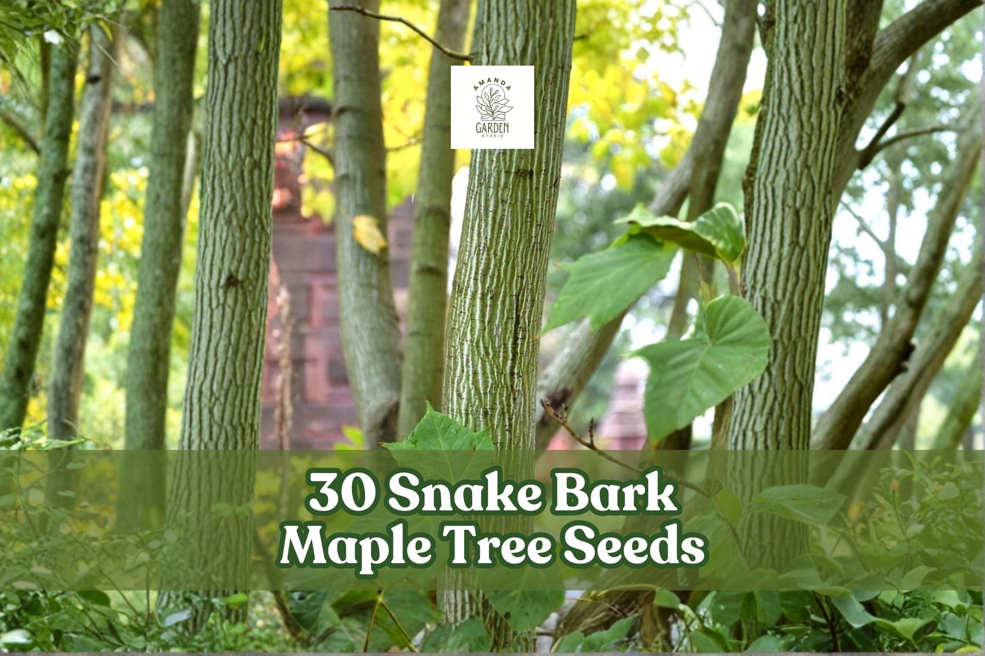 30 Snake Bark Maple Tree Seeds for Planting | Acer capillipes | Ornamental Deciduous Tree with Striped Green Bark
