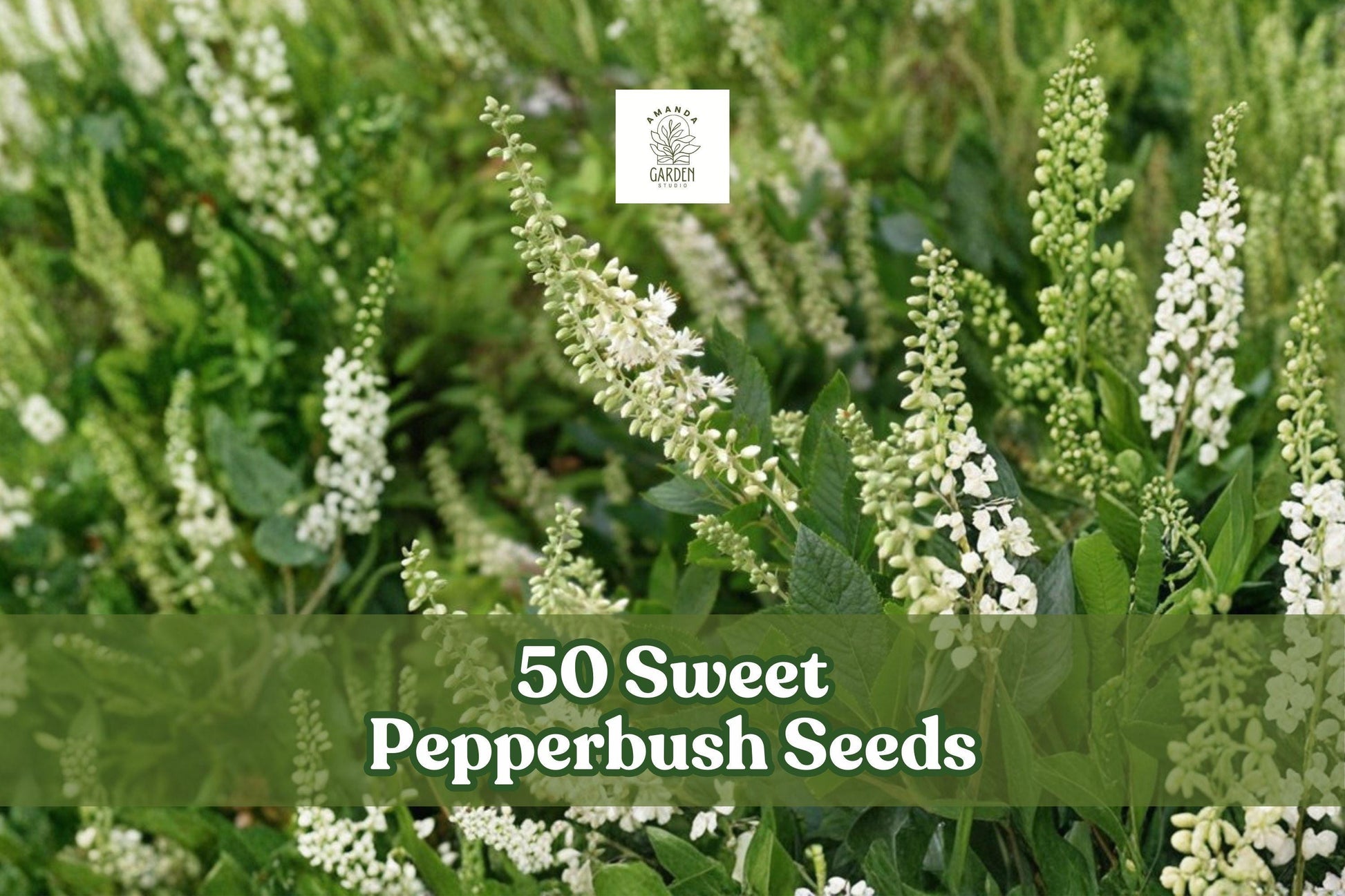 50 Sweet Pepperbush Seeds | Clethra alnifolia | Fragrant Deciduous Shrub for Garden Borders | White to Pale Pink Flowers