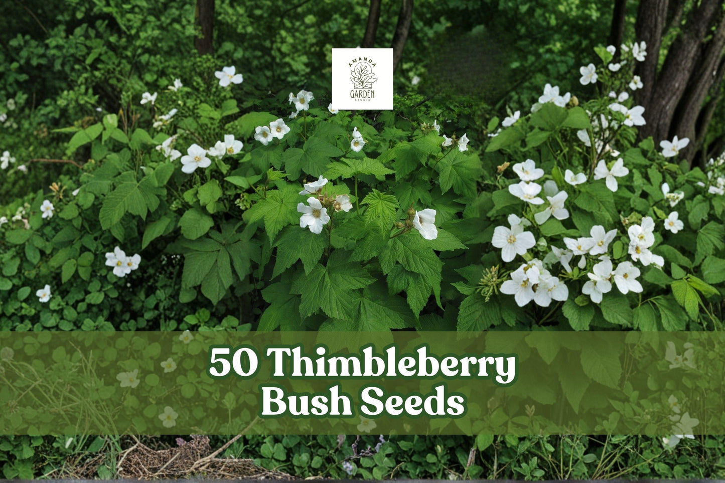 50 Thimbleberry Bush Seeds for Planting | Rubus parviflorus | Native Flowering Shrub with White Blooms | Woodland Garden Seeds