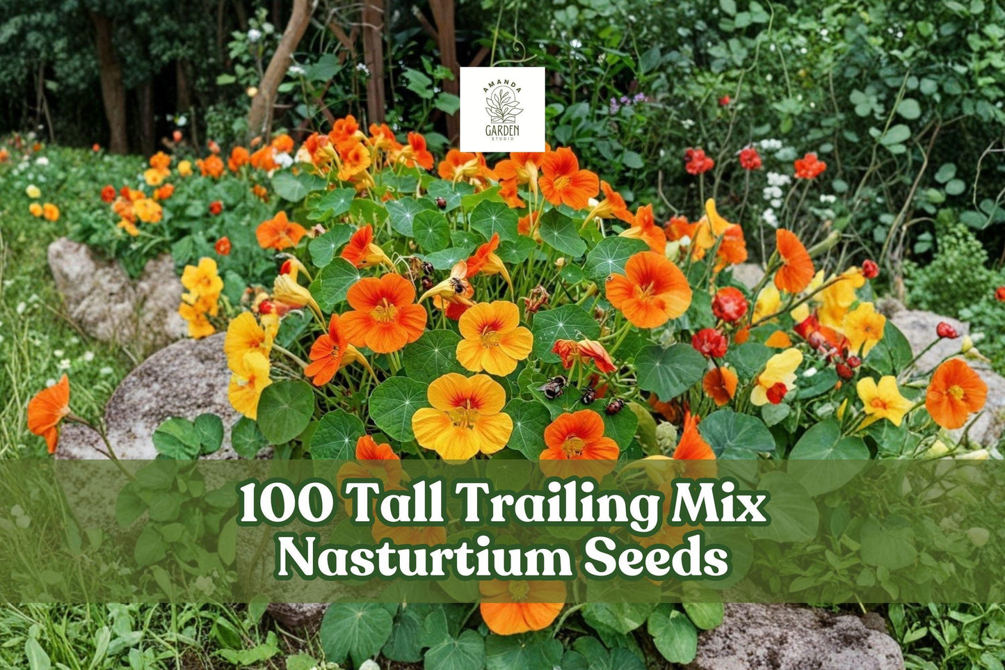 50 Thimbleberry Bush Seeds for Planting | Rubus parviflorus | Native Flowering Shrub | White Blooms for Woodland Gardens