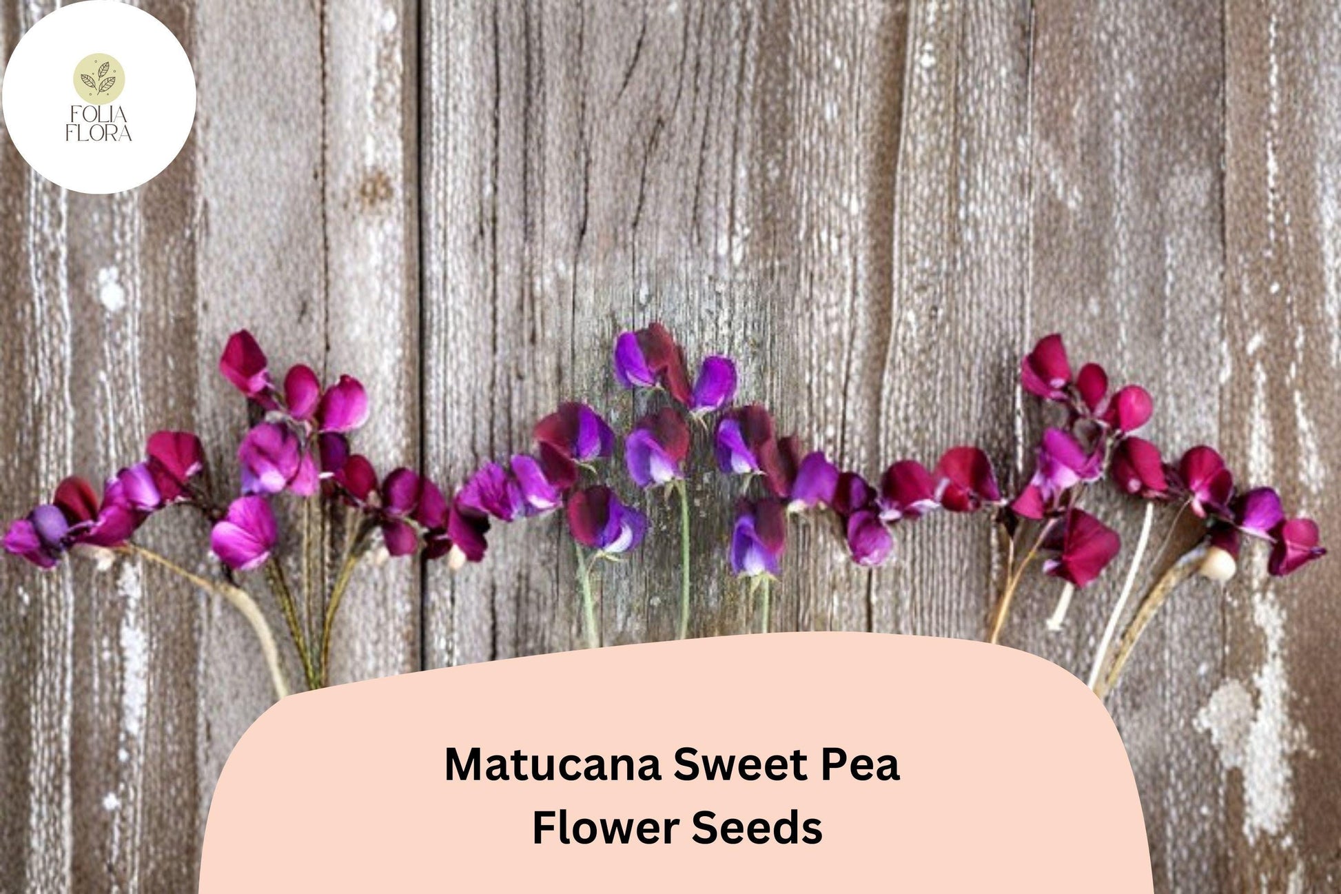 Matucana Sweet Pea Seeds | 50+ Heirloom Seeds | Maroon Purple Bicolor Blooms | Lathyrus odoratus for Garden Planting
