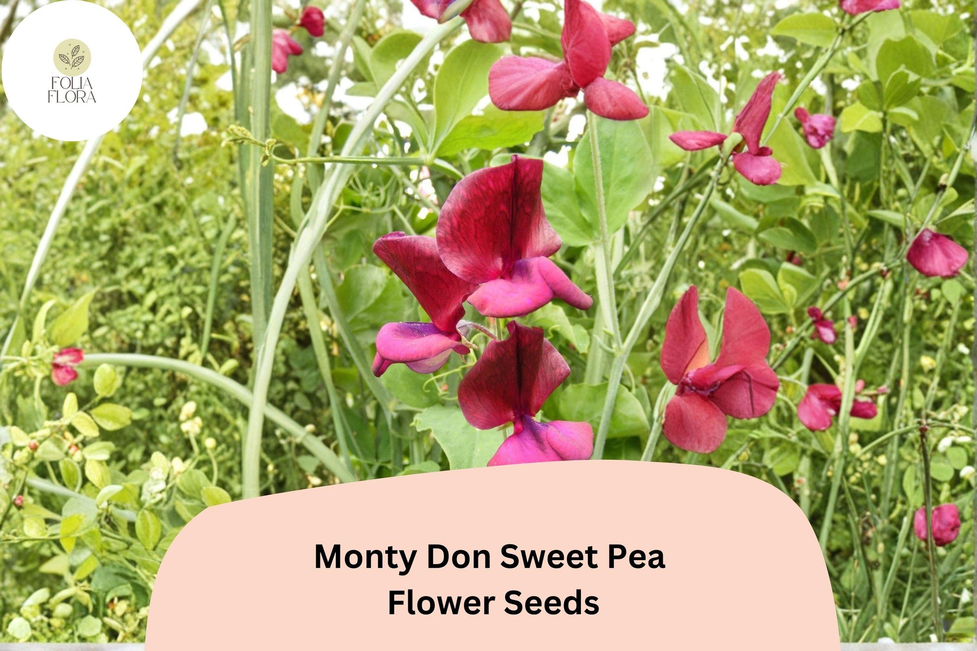 Monty Don Sweet Pea Seeds | Red Climbing Vine | Lathyrus odoratus | 50+ Untreated Seeds for Cottage Gardens