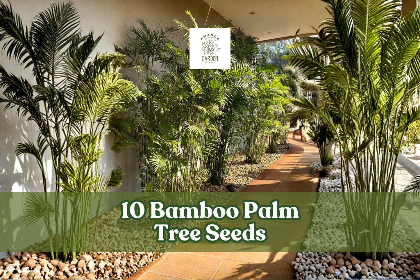 Bamboo Palm Tree Seeds - 10 Pack for Planting - Chamaedorea seifrizii - Ornamental Green Foliage for Garden or Container