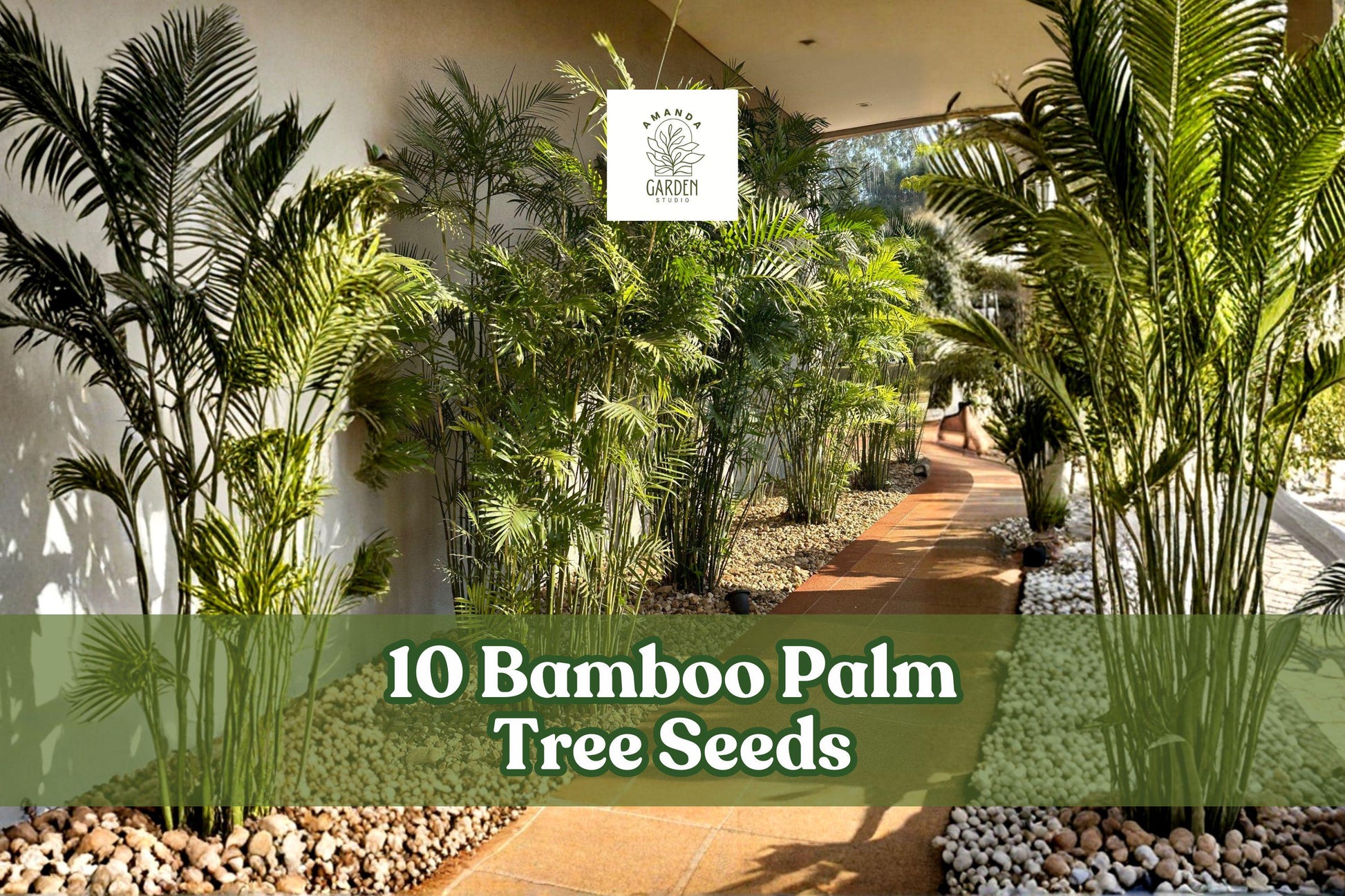 Bamboo Palm Tree Seeds - 10 Pack for Planting - Chamaedorea seifrizii - Ornamental Green Foliage for Garden or Container