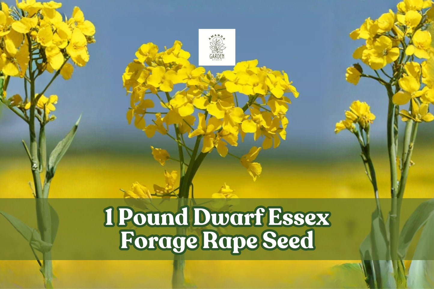 Dwarf Essex Forage Rape Seeds - 1 Pound Brassica napus Cover Crop for Soil Improvement & Wildlife Food Plots