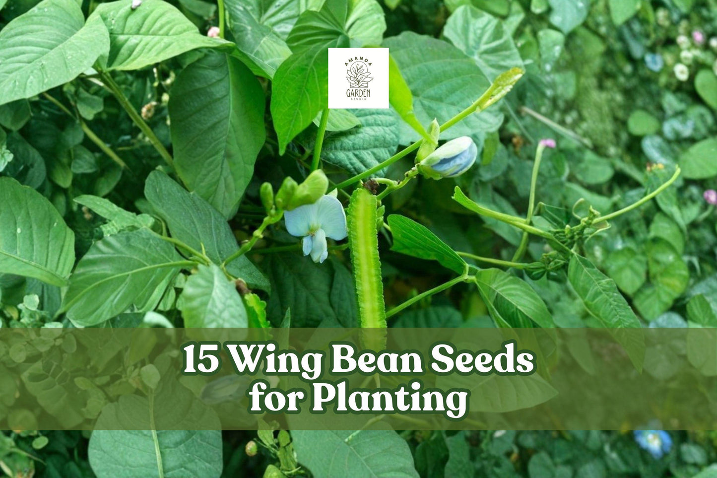 15 Wing Bean Seeds for Planting - Psophocarpus tetragonolobus Climbing Vegetable - Exotic Asian Winged Pods for Home Gardens