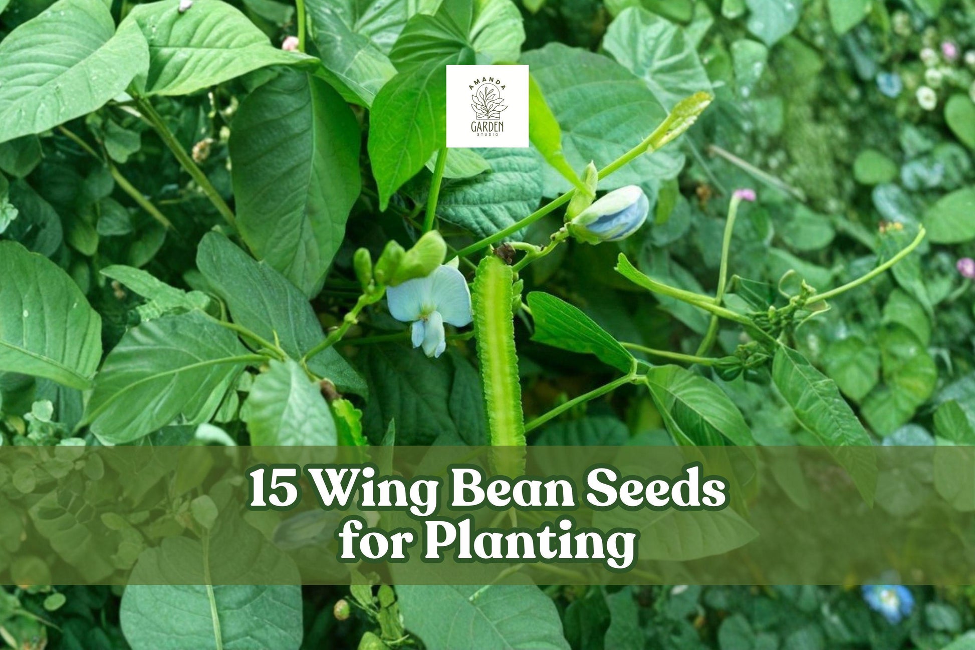15 Wing Bean Seeds for Planting - Psophocarpus tetragonolobus Climbing Vegetable - Exotic Asian Winged Pods for Home Gardens