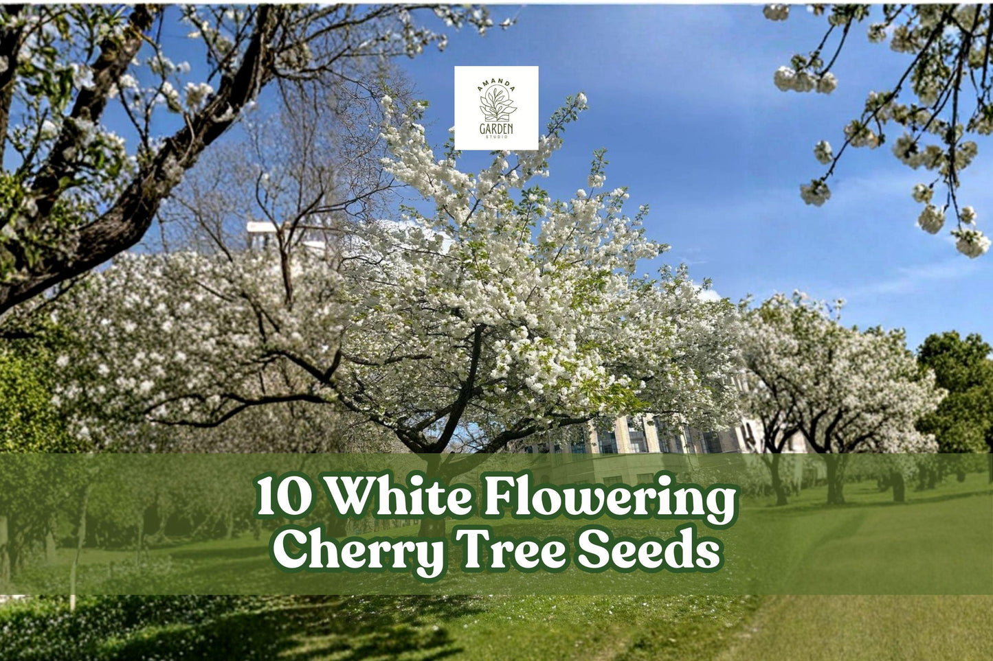 White Flowering Cherry Tree Seeds - 10 Pack Prunus serrulata - Ornamental Tree for Landscape Gardening and Outdoor Planting