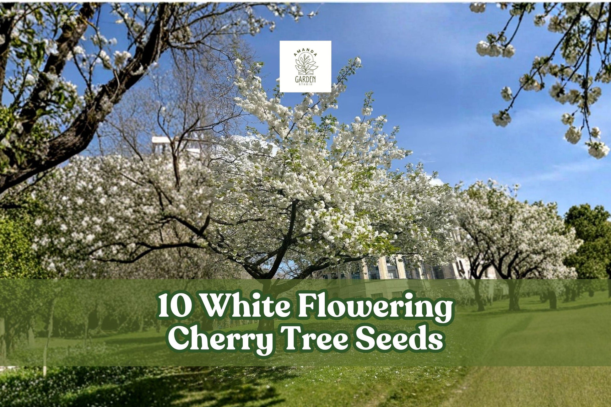 White Flowering Cherry Tree Seeds - 10 Pack Prunus serrulata - Ornamental Tree for Landscape Gardening and Outdoor Planting