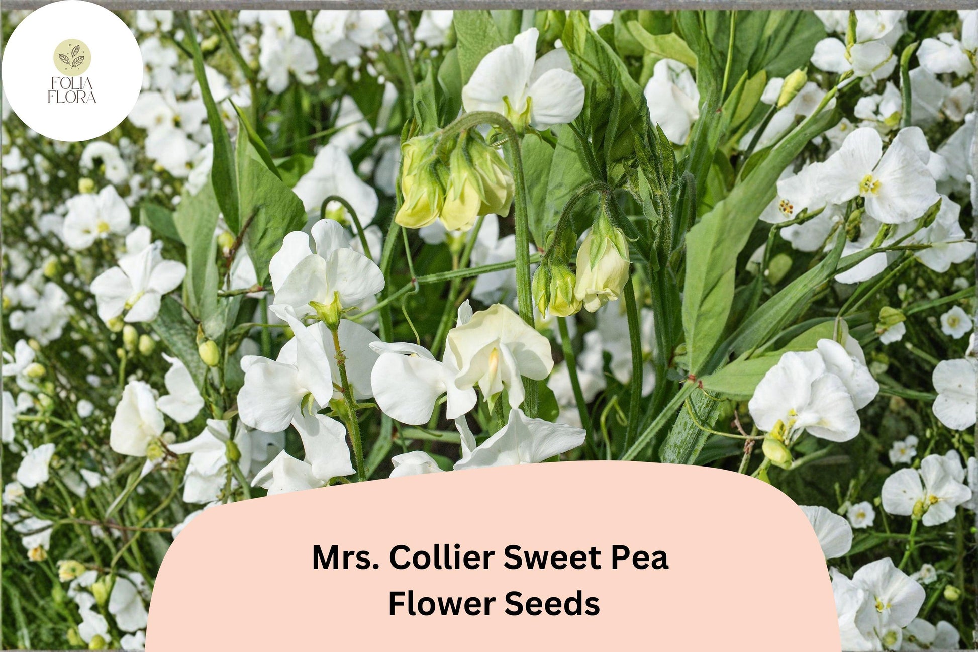 Mrs. Collier Sweet Pea Seeds | 50+ Cream Blooms | Lathyrus odoratus | Annual Climbing Vine for Garden Planting